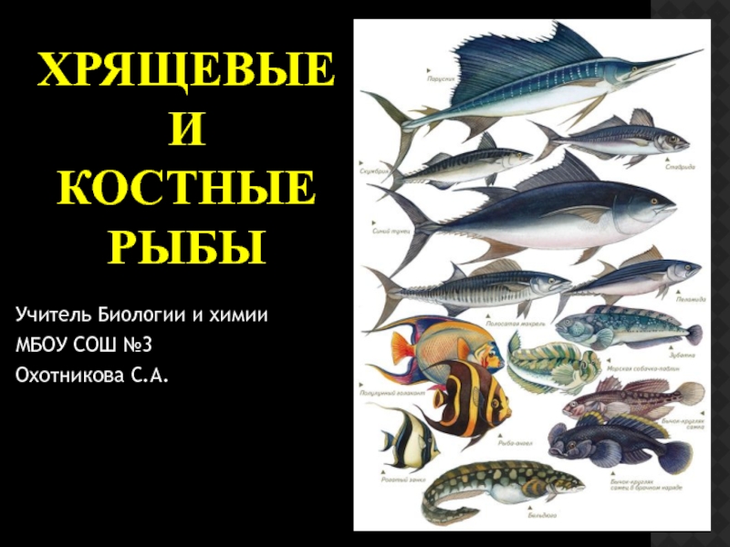 Общая характеристика хрящевых и костных рыб 7 класс