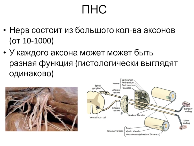 Из чего состоит нервная. Нервы состоят из Пучков нервных волокон. Нерв состоит из нервных волокон. Из чего состоит нерв. Нервы состоят из.