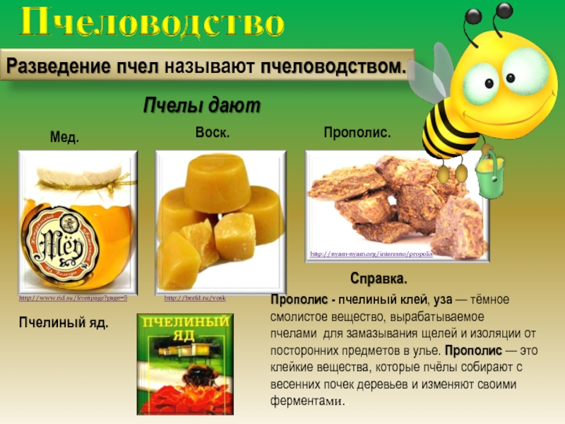 ПчеловодствоРазведение пчел называют пчеловодством.Мед.Воск.http://www.rid.su/frontpage?page=5 http://beefd.ru/vosk Прополис.http://nyam-nyam.org/interesno/propolis Справка.Прополис - пчелиный клей, уза — тёмное смолистое вещество, вырабатываемое пчелами  для замазывания щелей