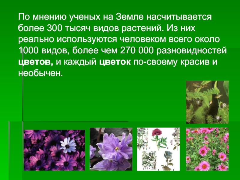 На земле видов животных насчитывается. Сколько видов растений на земле. Численность видов растений. Число видов растений. Количество видов растений на земле.