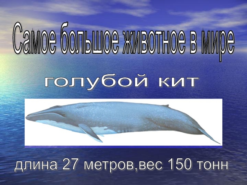 33 метра 150 тонн. Голубой кит 150 тонн. Кит весом 150 тонн. Кит для презентации. Голубой кит массой 190 тонн.