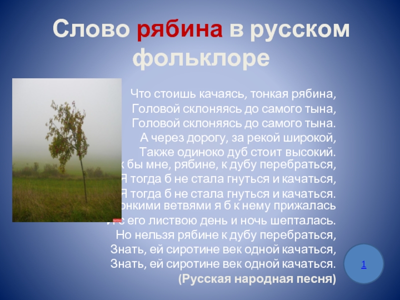 Дуб стоит высокий текст. Что стоишь качаясь тонкая рябина. Что стоишь качаясь тонкая рябина текст. Тонкая рябина головой склоняясь. Головой склоняясь до самого тына.