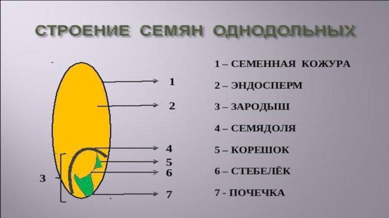 Строение семян кукурузы схема