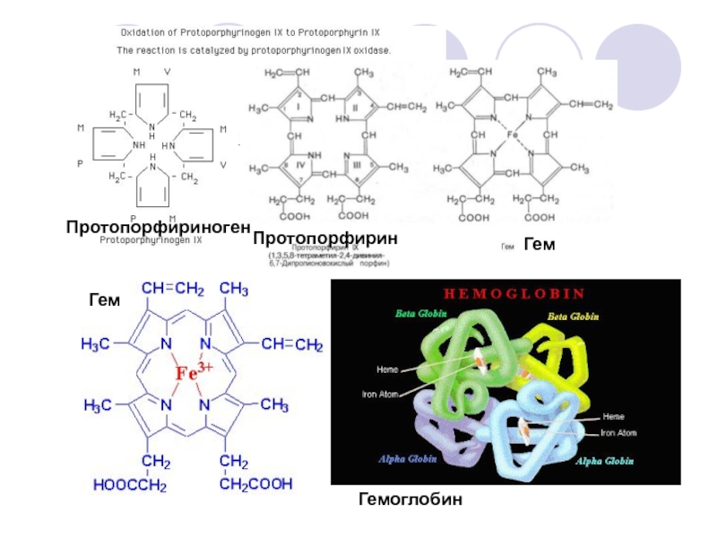 9 синтез. Протопорфириноген IX. Протопорфирин IX формула. Цинк-протопорфирин. Протопорфириноген 9 формула.