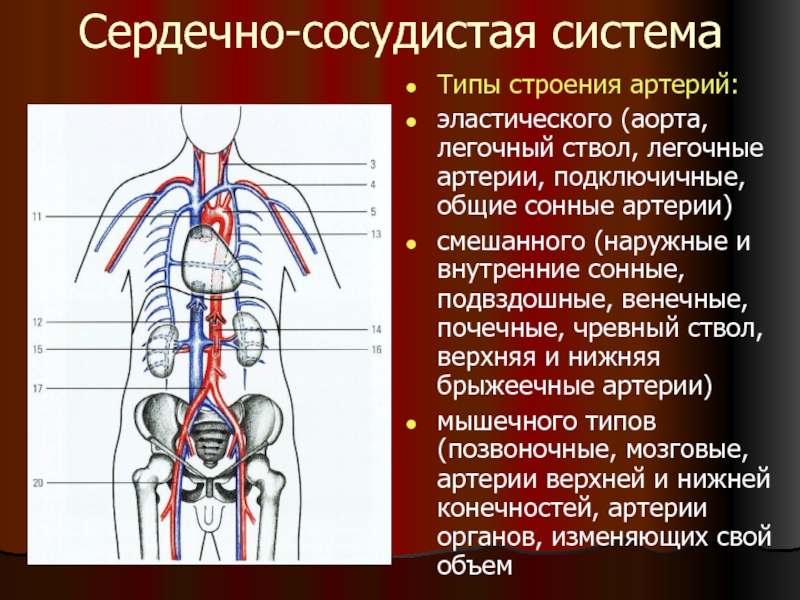 3 типа артерий