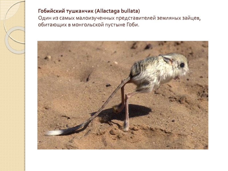 Гобийский тушканчик (Allactaga bullata) Один из самых малоизученных представителей земляных зайцев, обитающих в монгольской пустыне Гоби.