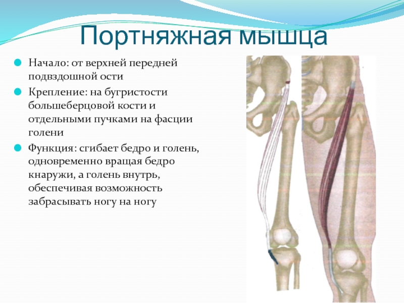 Портняжная мышца бедра функции