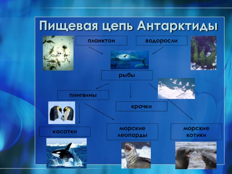 Цепи моря. Цепь питания водоросли рачки белый медведь. Пищевая сеть Антарктиды. Пищевая цепочка Антарктиды. Цепь питания Антарктики.