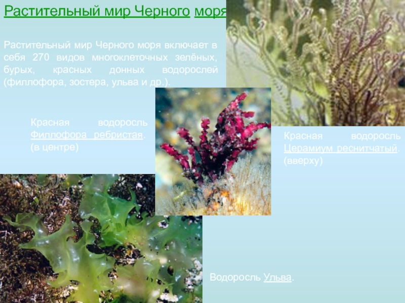 Донные водоросли значение. Растительный мир черного моря. Красные водоросли Филлофора. Черноморская водоросль Филлофора. Водоросли зеленые бурые красные.