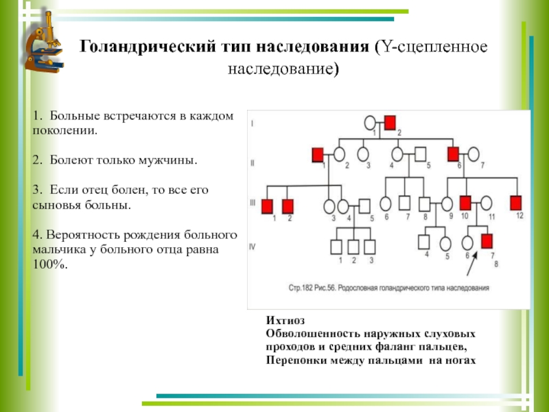 Сцепленное наследование схема