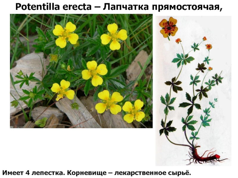 Калган описание растения и фото