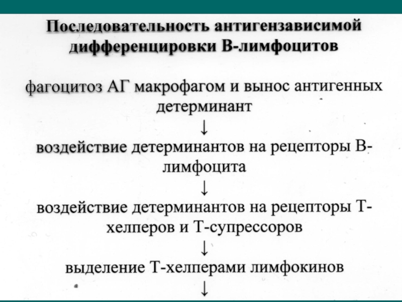 Дифференцировка лимфоцитов. Процесс антигензависимой дифференцировки в-лимфоцитов. Этапы антигеннезависимой дифференцировки в-лимфоцитов. Антигензависимая дифференцировка в-лимфоцитов схема. Антиген независимая дифференцировка в лимфоцитов.