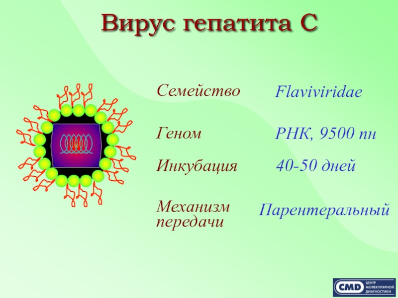 Рнк геномные вирусы