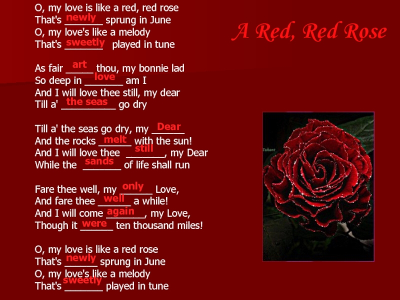She likes red. Стихотворение a Red Red Rose. My Love is like a Red Red Rose. Ред ред Роуз стих. O my Love is like a Red Red Rose стих.