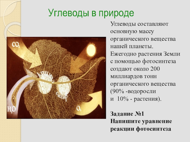 Нахождение в природе углеводов. Распространение углеводов в природе. Углеводы в природе. Углеводы нахождение в природе. Углеводы в живой природе.