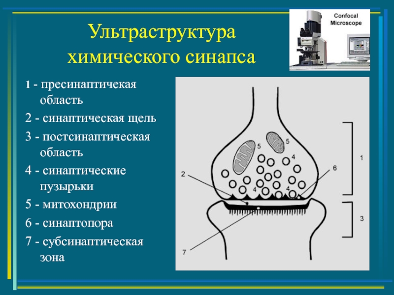 Схема строения химического синапса