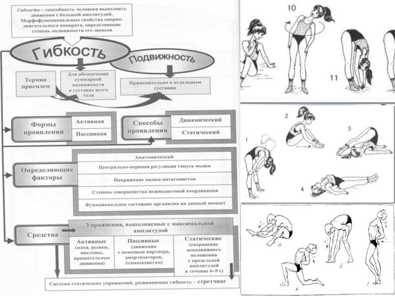 План конспект по развитию гибкости