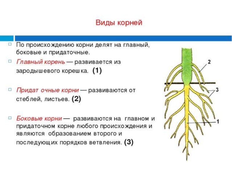 Написать значение корня. Типы корневых систем растений 5 класс биология. Корневая система по биологии 6 класс. Строение . Функции . Типы корневых систем.
