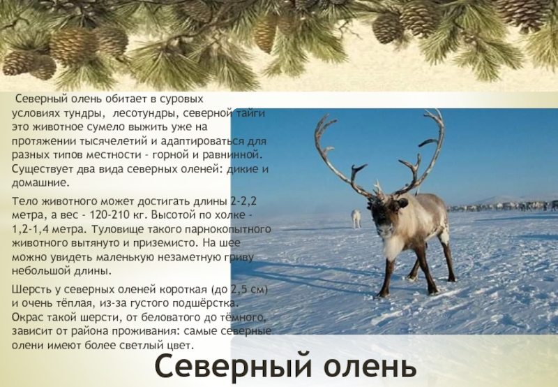 Северный олень обитает в россии. Северный олень обитает. Северный олень доклад. Северный олень где обитает. Северный олень обитает в тундре.