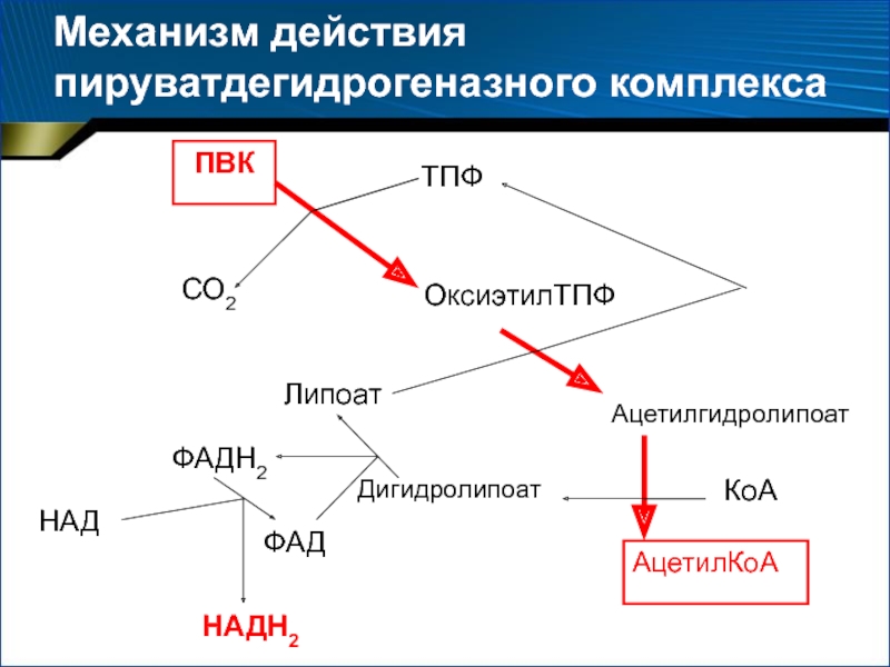 Структурно функциональная организация пируватдегидрогеназного комплекса схема