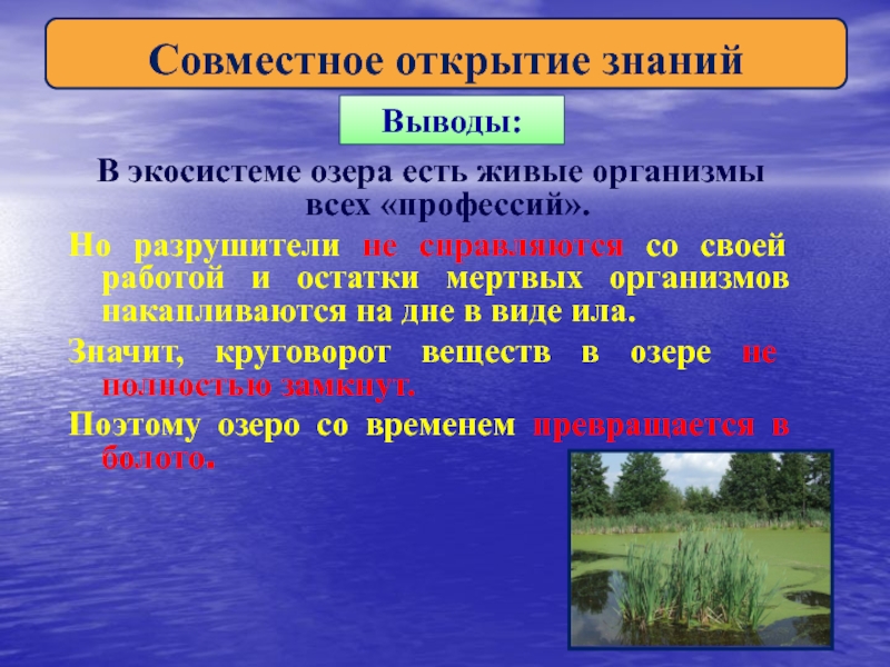 Каковы признаки озера. Экосистема озера презентация. Экосистема озера вывод. Озёрные экосистемы. Описать экосистему озера.