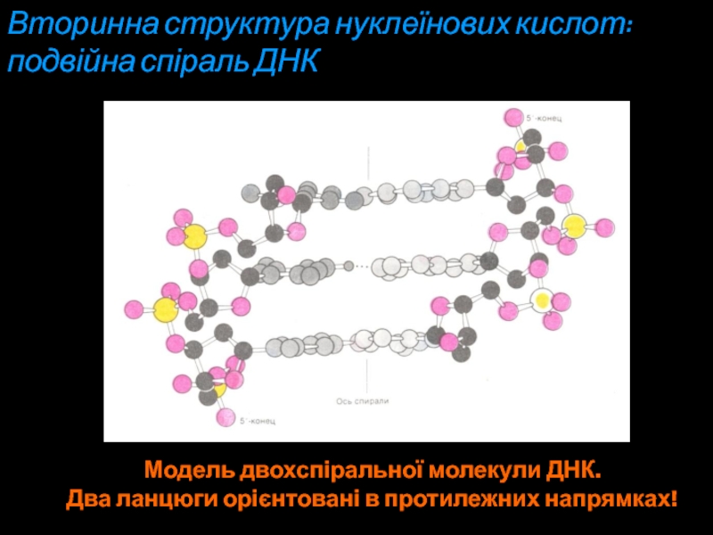 Вторинна структура нуклеїнових кислот: подвійна спіраль ДНКМодель двохспіральної молекули ДНК.Два ланцюги орієнтовані в протилежних напрямках!