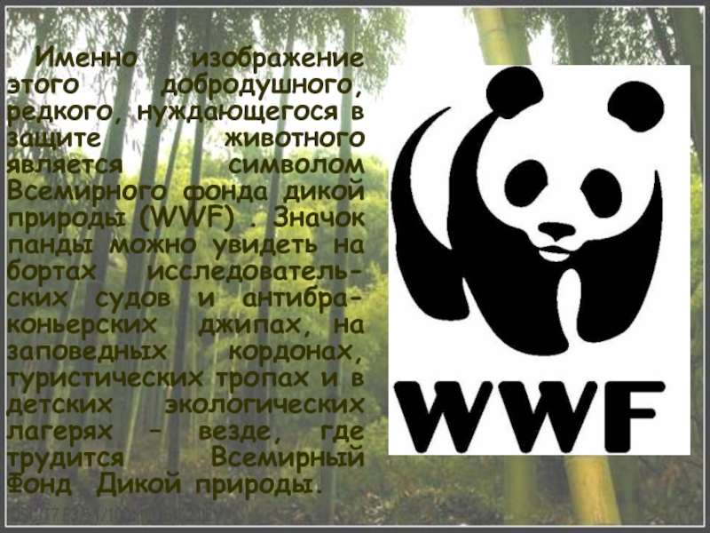 Wwf презентация на английском