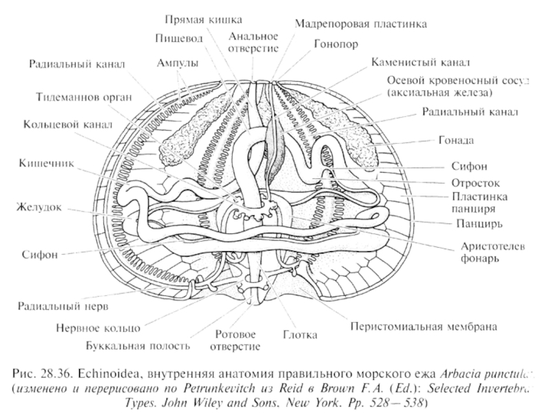 Схема строения морского ежа