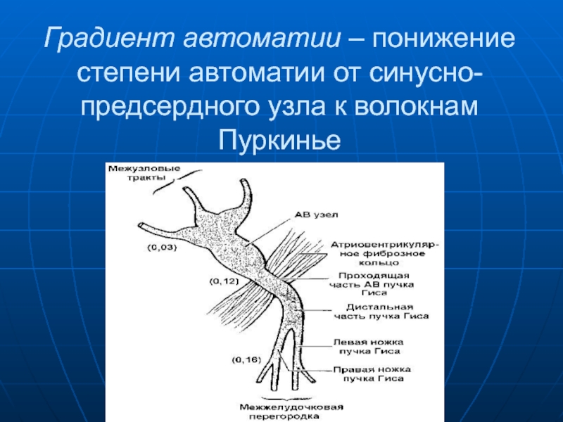 Теория периферических сердец аринчина презентация