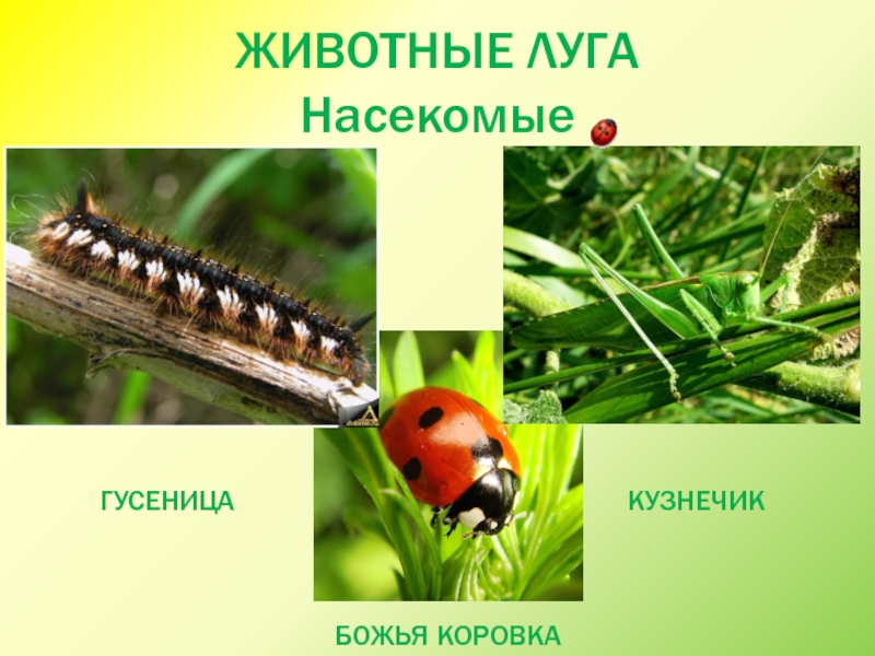 Презентация насекомые леса 2 класс школа 21 века презентация