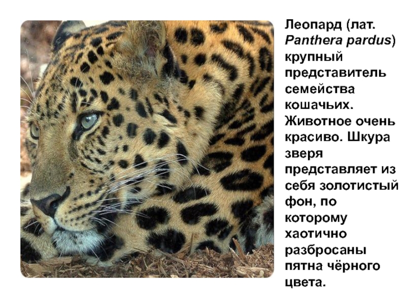 Леопард — великий охотник