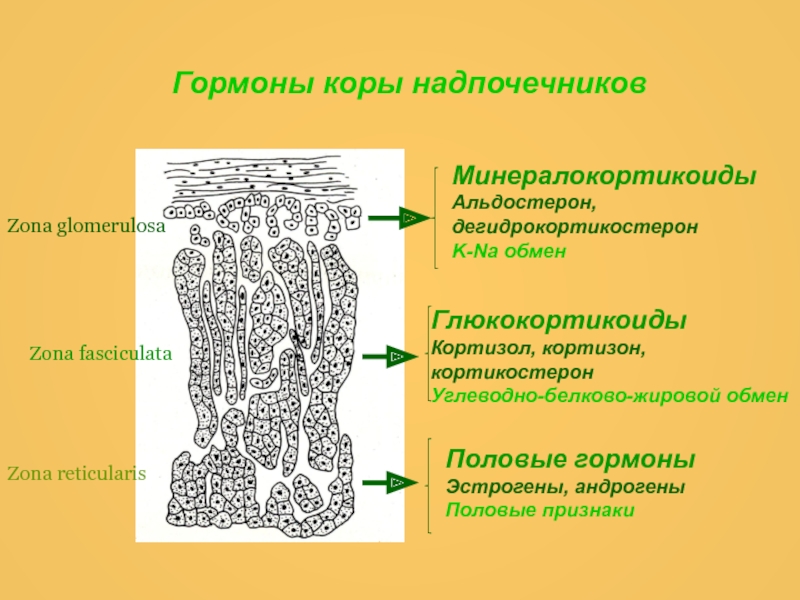 В коре надпочечников синтезируется. Гормоны коры надпочечников биохимия. Гормоны коры надпочечников глюкокортикоиды. Минералокортикоиды надпочечников. Синтез гормонов коры надпочечников.