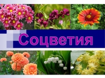 Соцветия