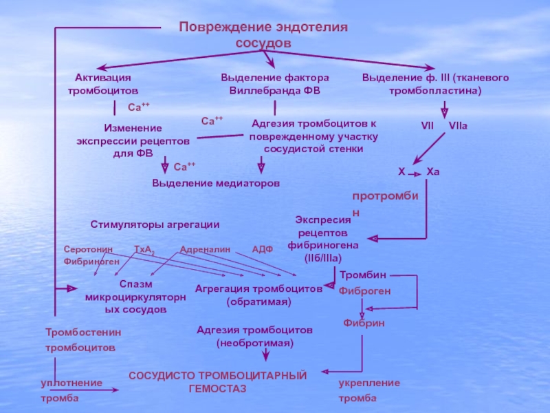 Влияние чая и кофе на активацию тромбоцитов проект