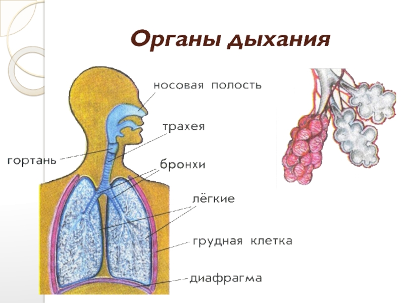 Схема вдоха и выдоха