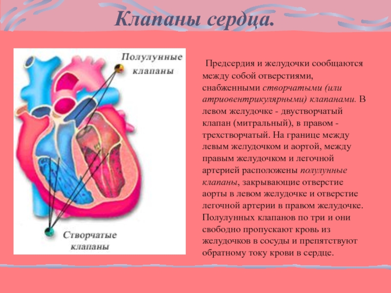 Отверстия в предсердиях. Створчатые клапаны. Между предсердиями и желудочками имеются створчатые клапаны. Клапаны между предсердиями и желудочками в сердце. Створчатые клапаны расположены между предсердиями и желудочками.
