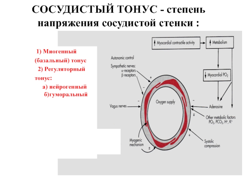 Базальный тонус сосудов. Миогенный базальный тонус. Нейрогенные компоненты сосудистого тонуса. Нейрогенный сосудистый тонус. Компоненты базального сосудистого тонуса.