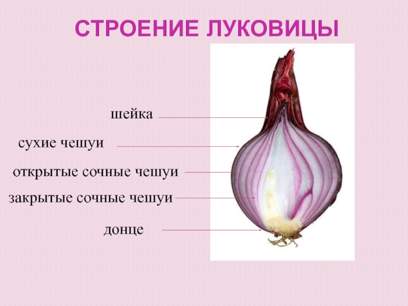 Строение луковицы. Строение луковицы репчатого лука. Схема луковицы лука. Внутреннее строение луковицы лука. Чешуи луковицы лука репчатого.