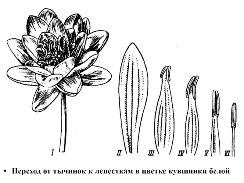 Гинецея цветок фото