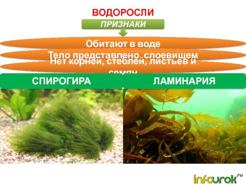 У водорослей имеется. Признаки водорослей. Тело водорослей представлено слоевищем. Водоросли 5 класс биология. Водоросли Ленинградской области.