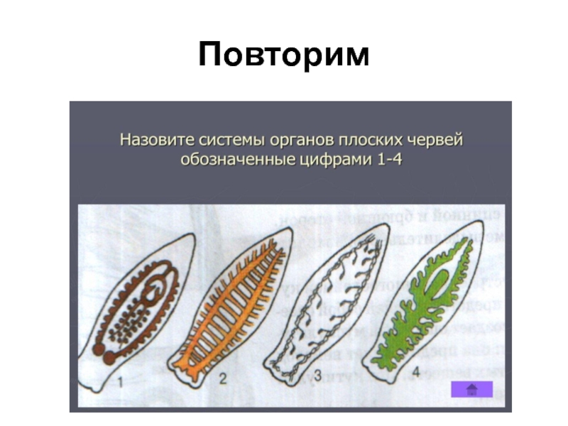 К какому классу относят паразитических червей. Системы органов плоских червей. Адаптации паразитических плоских червей. Предки паразитических червей. Наука изучающая паразитических червей.