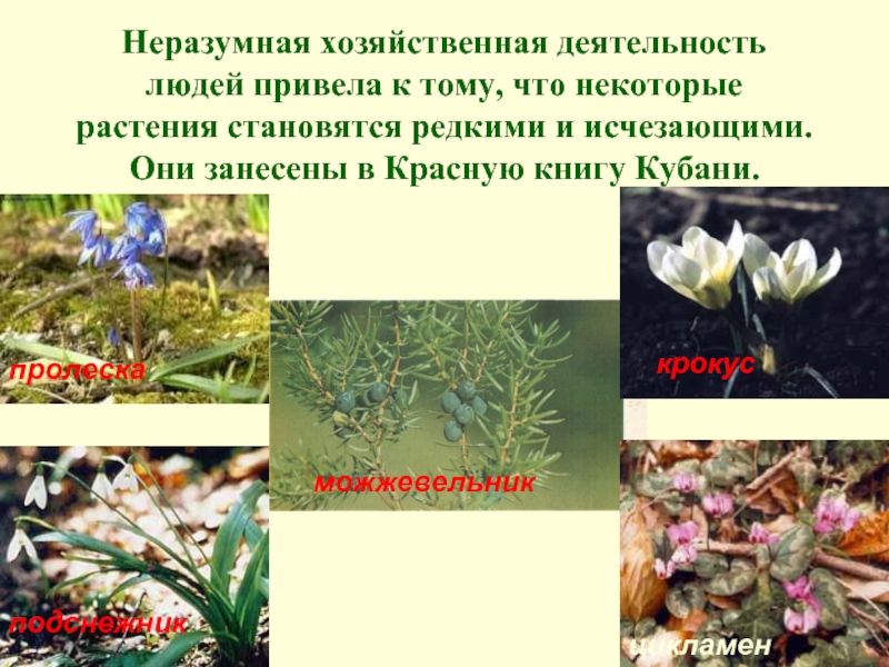 Растения краснодарского края фото и описание. Исчезающие растения Кубани. Растения Краснодарского края занесенные в красную книгу. Редкие и исчезающие растения Кубани. Редкие и исчезающие растения Краснодарского края.