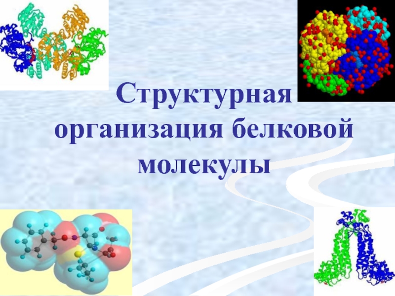 Структурная организация белковой молекулы.ppt