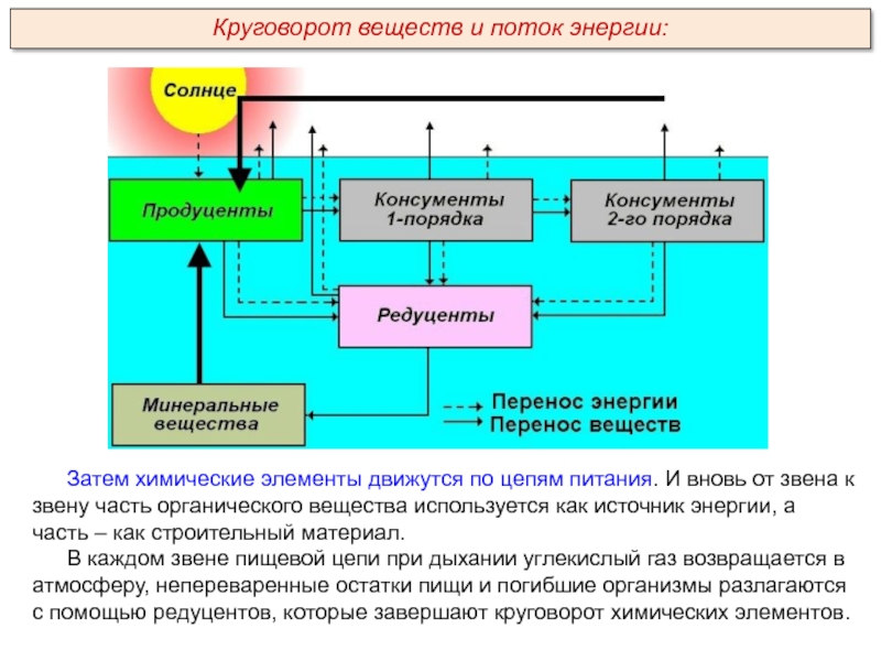 Какую энергию используют редуценты. Перенос энергии в экосистеме. Схема показывающая перенос энергии в экосистеме. Поток энергии и цепи питания. Цепь питания из продуцентов консументов и редуцентов.