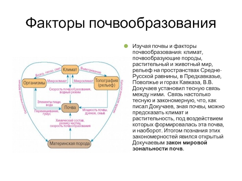 Почвообразования почв. Почва факторы почвообразования. Факторы почвообразования по Докучаеву схема. Факторы почвообразования таблица. Факторы почвообразования по Докучаеву.