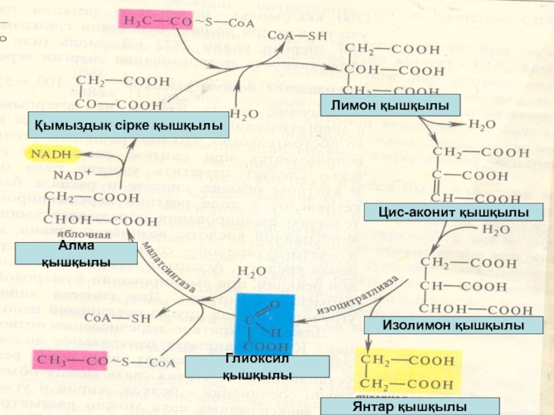 Кислородный этап гликолиза происходит в