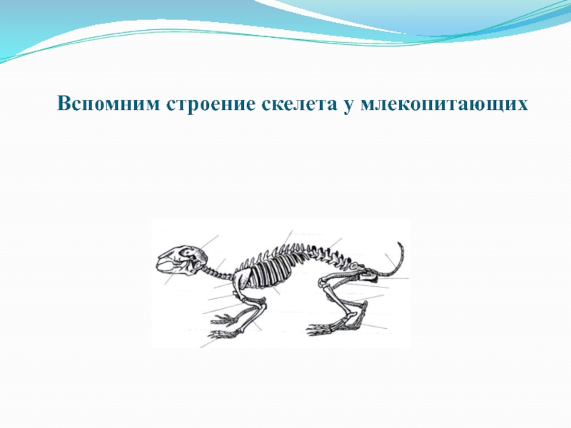 Тема исследование особенностей скелета млекопитающих