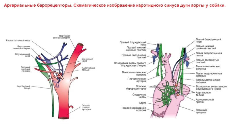 Барорецепторы дуги аорты