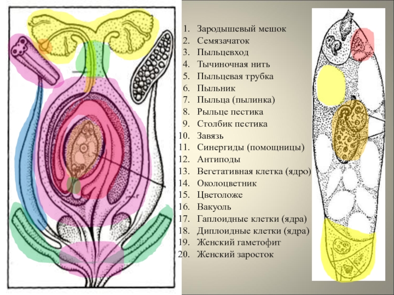 Пыльцевход на рисунке