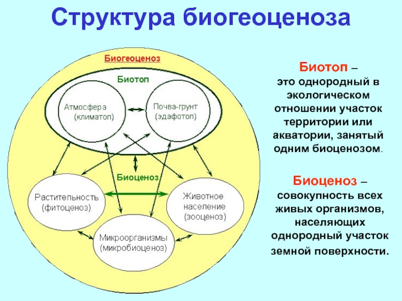 Структура биогеоценоза схема